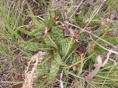 Aloe transvaalensis