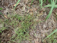 Digitaria radicosa