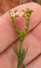 Heliotropium ciliatum