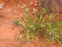 Heliotropium ciliatum