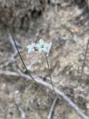 Jepsonia parryi
