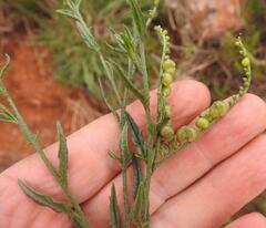 Heliotropium ciliatum