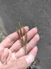 Bothriochloa pertusa