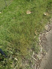 Bothriochloa pertusa