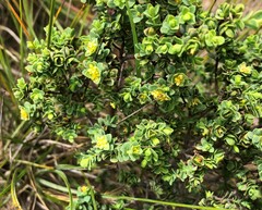 Pimelea serpyllifolia