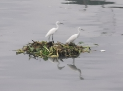 Egretta garzetta