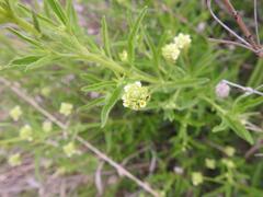 Lippia scaberrima