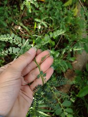Phyllanthus leucanthus