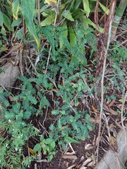 Phyllanthus leucanthus