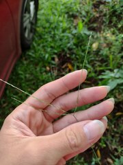 Digitaria radicosa