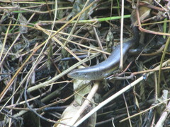 Eutropis multifasciata