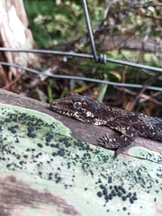 Mokopirirakau granulatus