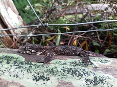 Mokopirirakau granulatus