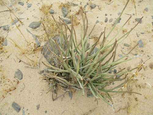 Image of Euphorbia damarana by no rights reserved