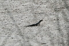 Trachylepis capensis