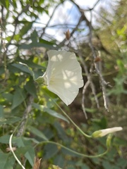 Calystegia macrostegia