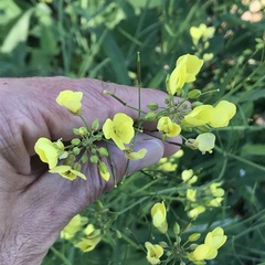Brassiceae