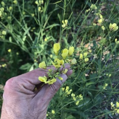 Brassiceae