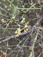 Adolphia californica