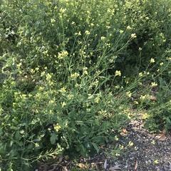 Brassiceae