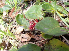 Grevillea laurifolia