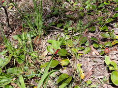 Grevillea laurifolia