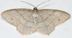 Trigrammia quadrinotaria