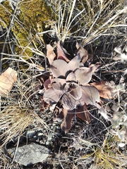 Goniolimon speciosum