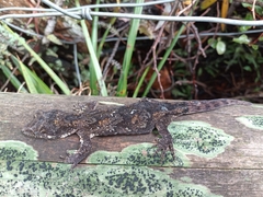 Mokopirirakau granulatus