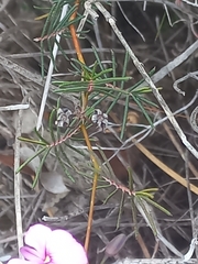 Gompholobium venustum