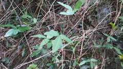 Tetrastigma formosanum