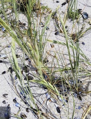 Thinopyrum distichum