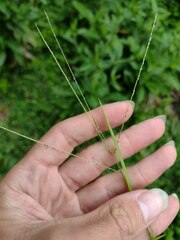Digitaria violascens