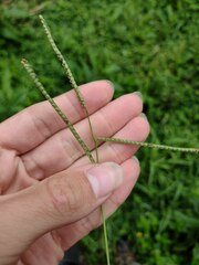 Paspalum scrobiculatum