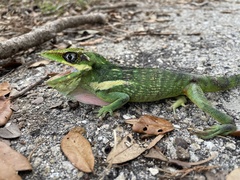 Anolis equestris