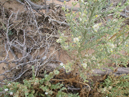 Image of Laggera Decurrens (Laggera decurrens) by no rights reserved