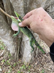 Anolis equestris