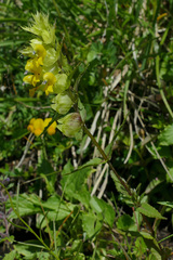 Rhinanthus glacialis