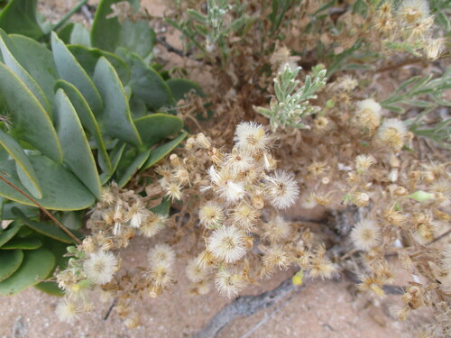 Image of Laggera Decurrens (Laggera decurrens) by no rights reserved