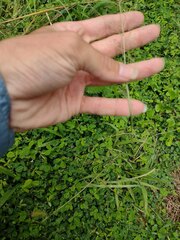 Eragrostis tenuifolia