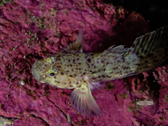 Caffrogobius nudiceps