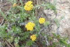 Helichrysum dasyanthum