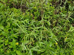 Melinis minutiflora