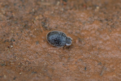 Brachysomus echinatus