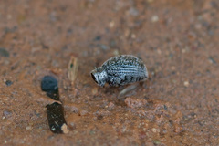 Brachysomus echinatus