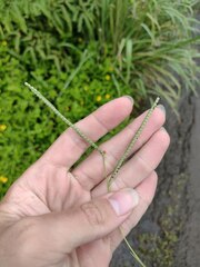 Paspalum scrobiculatum