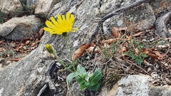 Hieracium amplexicaule