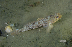Caffrogobius nudiceps