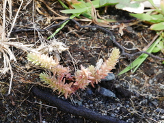Crassula sieberiana