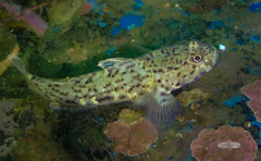 Caffrogobius nudiceps